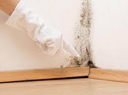 Best Asbestos and Lead Testing During Mold Inspection in Bealeton, VA